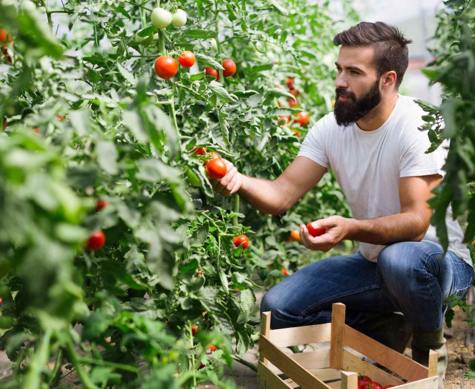 organic-farmer-checking-his-tomatoes-in-a-hothouse-VQV2RVE.jpg